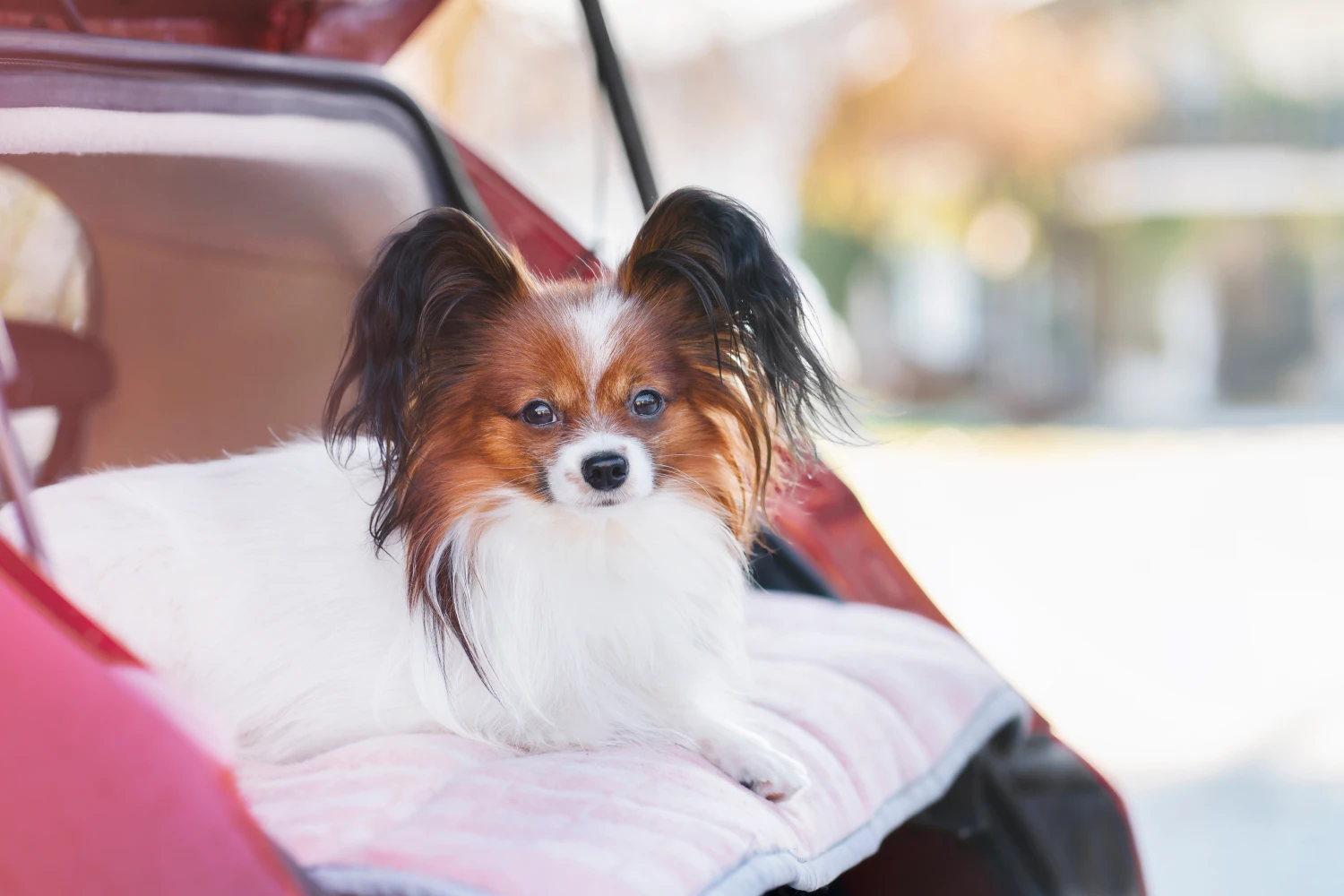 Toyota Camry Dog Safety Belt for Papillons