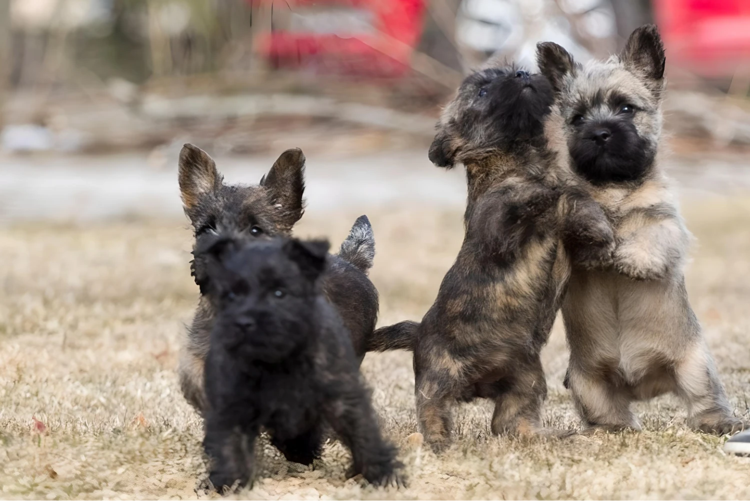 Dog Carrier Purse for Cairn Terrier