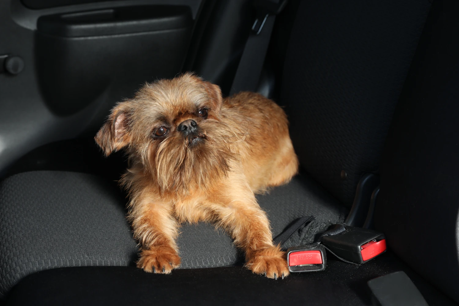 Toyota Prius Dog Car Seat for Brussels Griffons