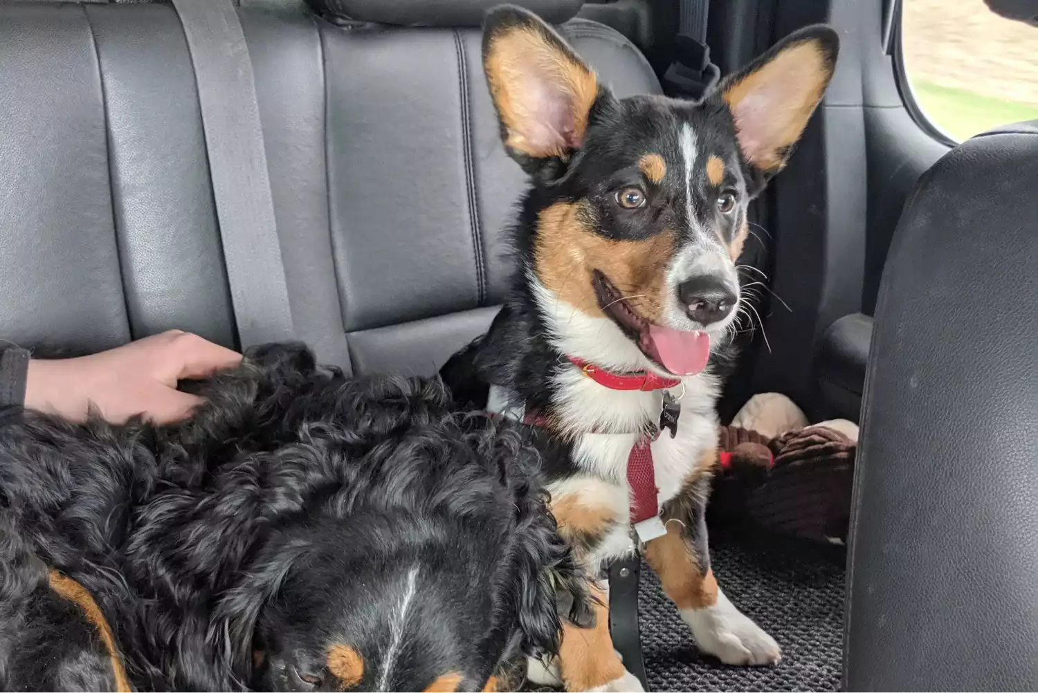 Nissan Armada Dog Car Seat for Cardigan Welsh Corgis